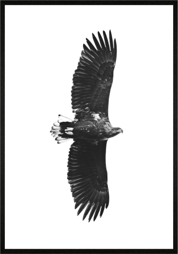 Seeadler in Norwegen