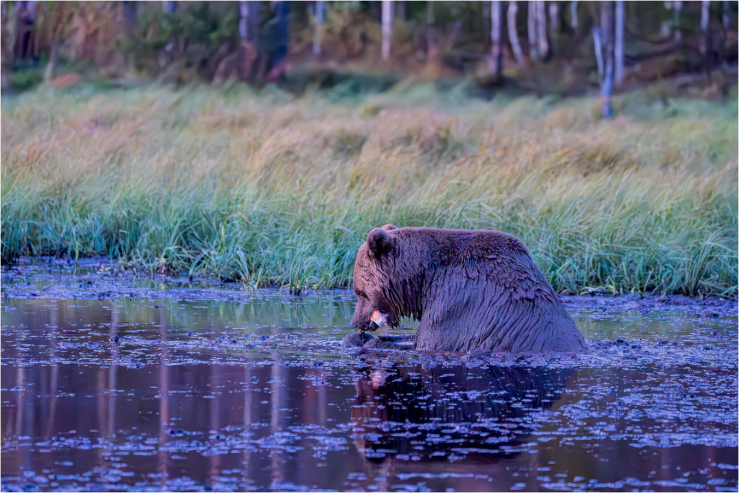 Bär in Finnland
